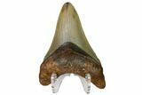 Fossil Megalodon Tooth - North Carolina #160499-2